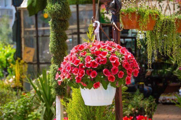 Cost of Hanging Planter Installation in Portland