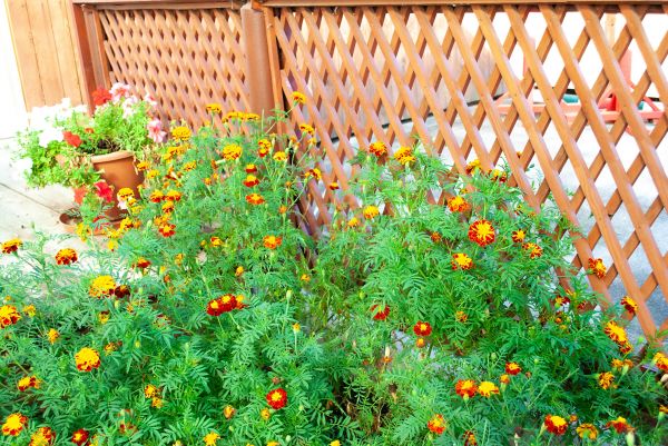 Cost of Decorative Lattice Mounting in Portland