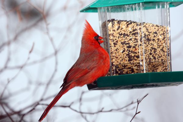 Cost of Bird Feeder Hanging in Portland